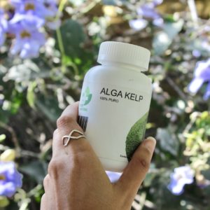 Alga Kelp